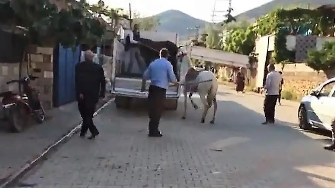 'Atına sopayla vuran şahsa ceza kesildi'