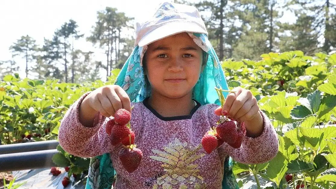 'Kahramanmaraş´ta çilek hasadı'