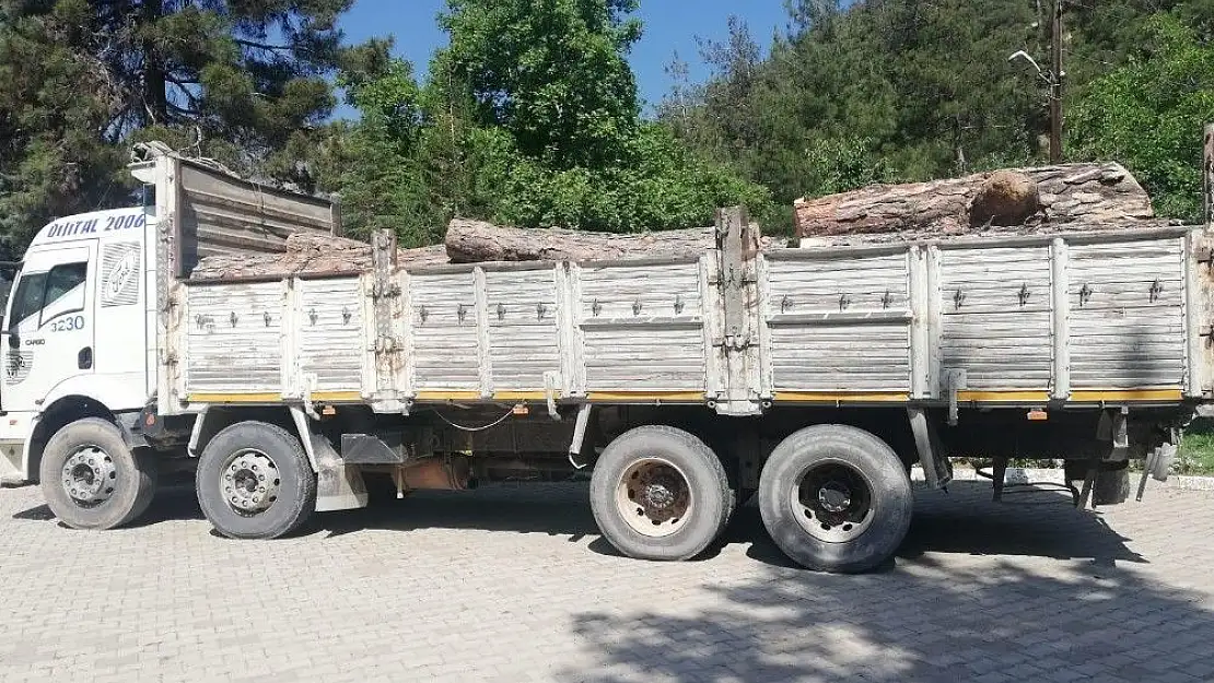 'Kaçak ağaç kesimine jandarma engeli'