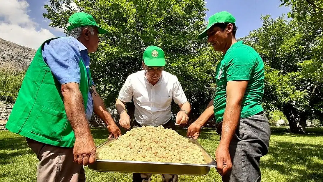 'Tut´un beyaz altınında hasat zamanı'