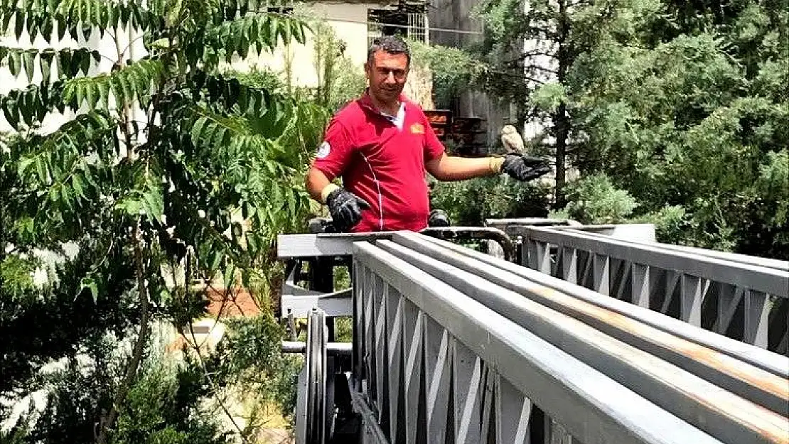 'Yuvadan düşen puhu kuşu yuvasına bırakıldı'