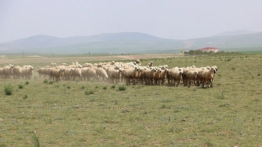 'Bu ırkta ki özellik dünyadaki başka hiçbir koyun ırkında yok'