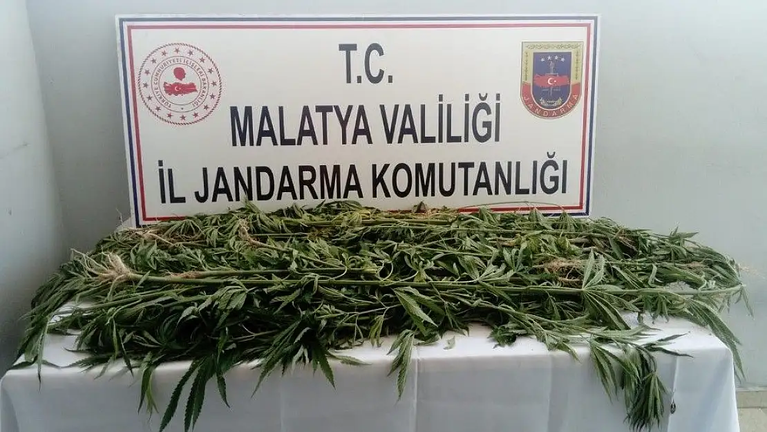 'Jandarmadan kenevir operasyonu'