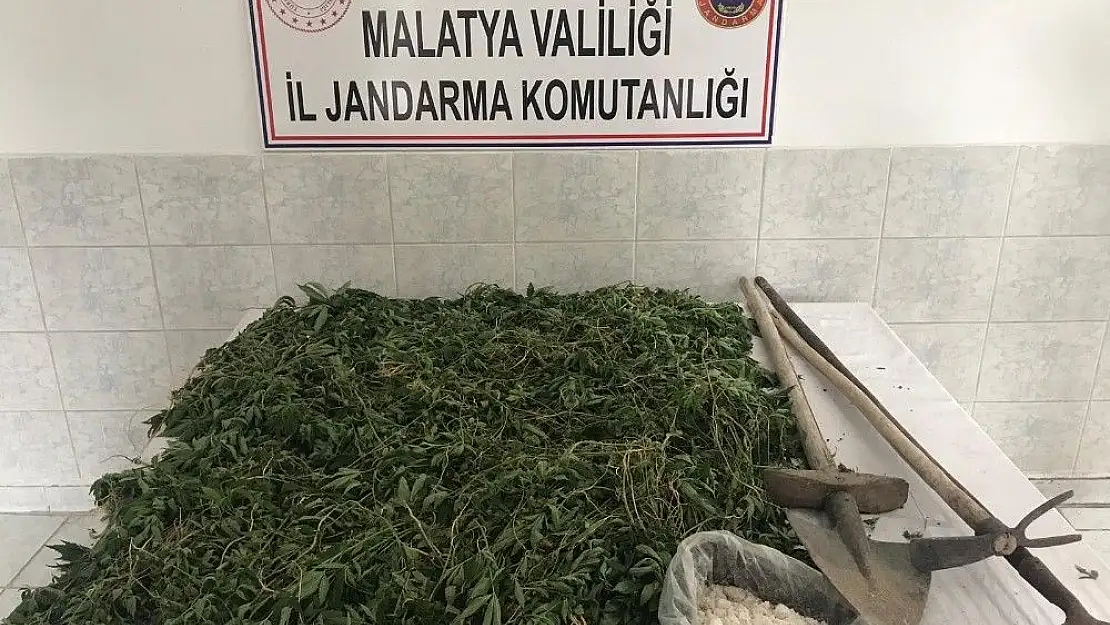'Jandarmadan eş zamanlı kenevir operasyonları'