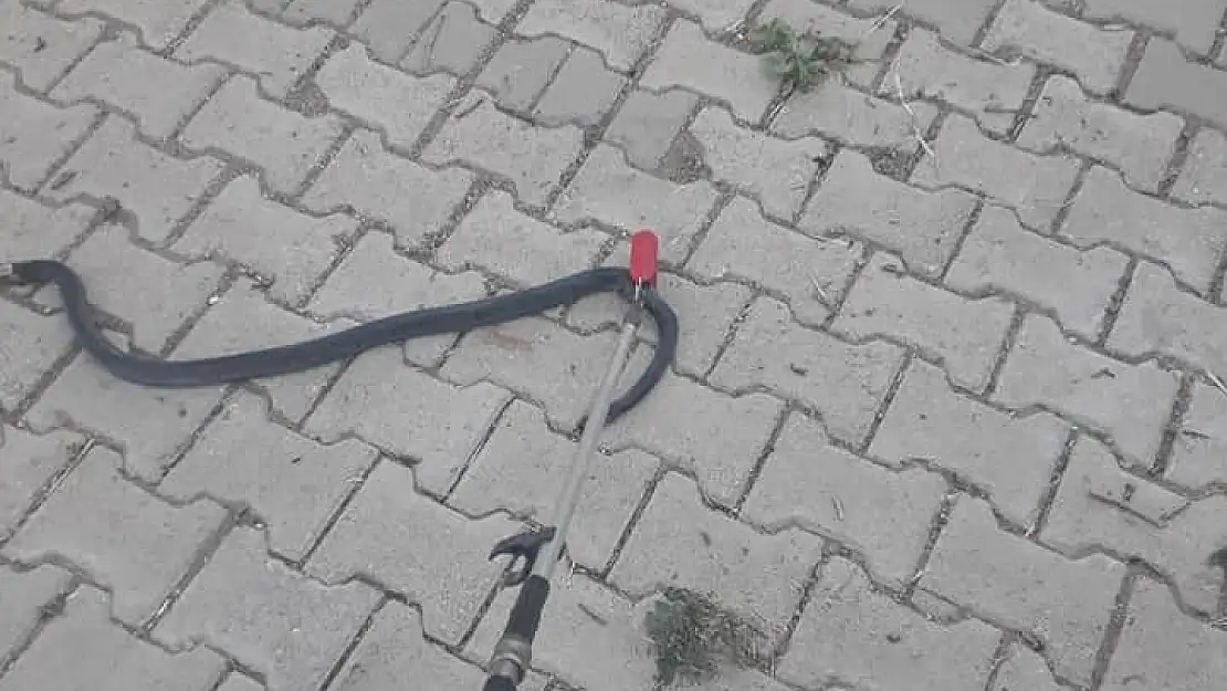 'Eve giren yılanı itfaiye yakaladı'