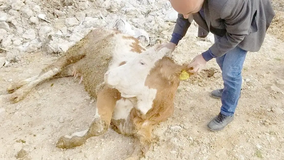 'Besni´de sağlıksız etlere geçit yok'