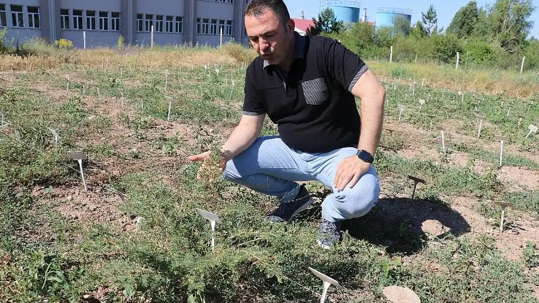 'Süper nohutlar Sivas´ta geliştiriliyor'