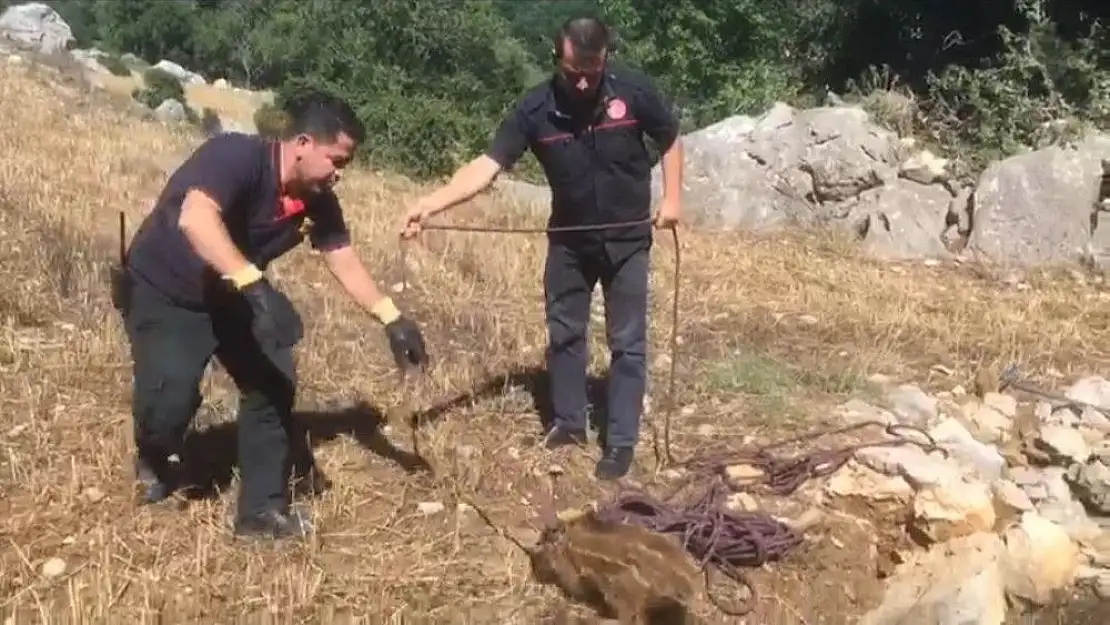 'Yavru yaban domuzunu düştüğü kuyudan itfaiye kurtardı'