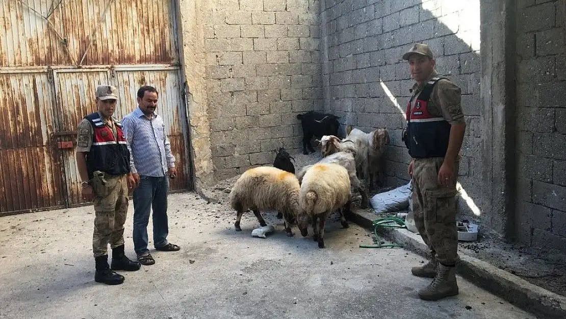 'Hayvan hırsızları yakalandı'