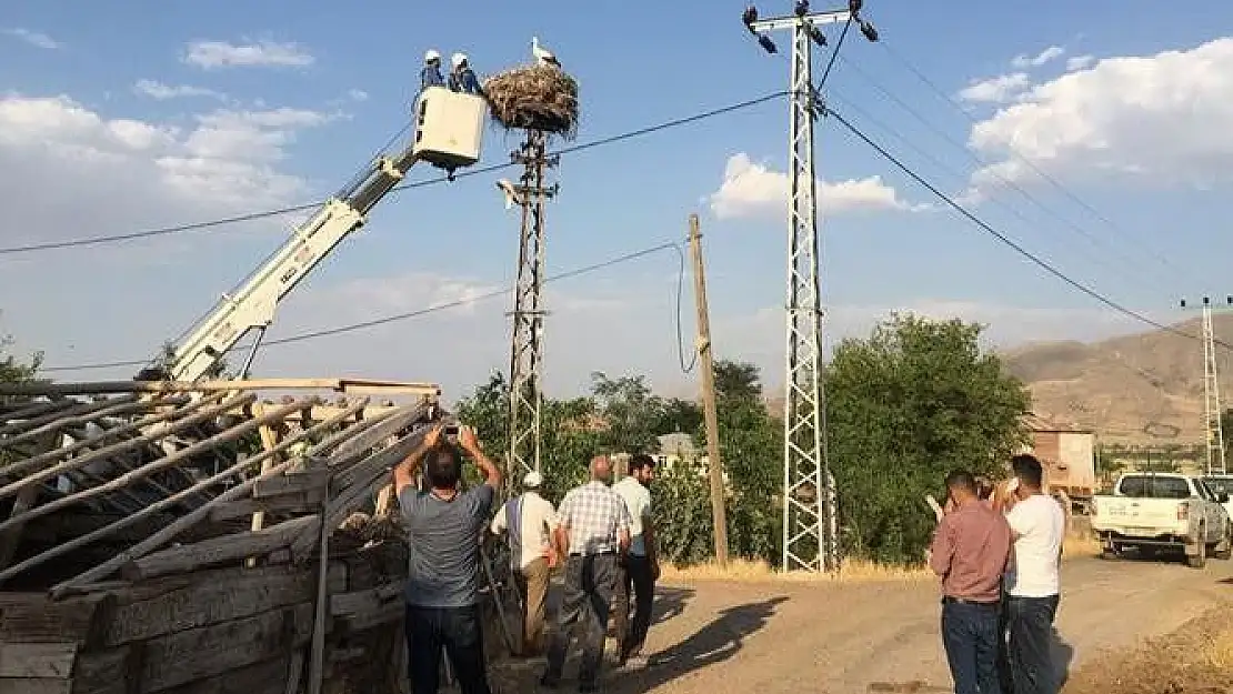 'Elazığ´da yavru leylekler kurtarıldı'