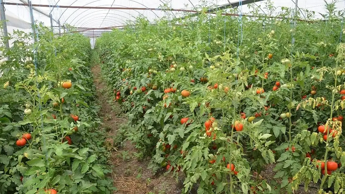 'Komşu illerin domatesi Kahramanmaraş´tan'