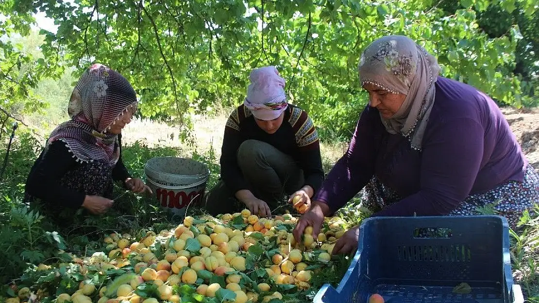'İlçeyi kalkındıran 1 milyon ağaçta ''kayısı hasadı'''