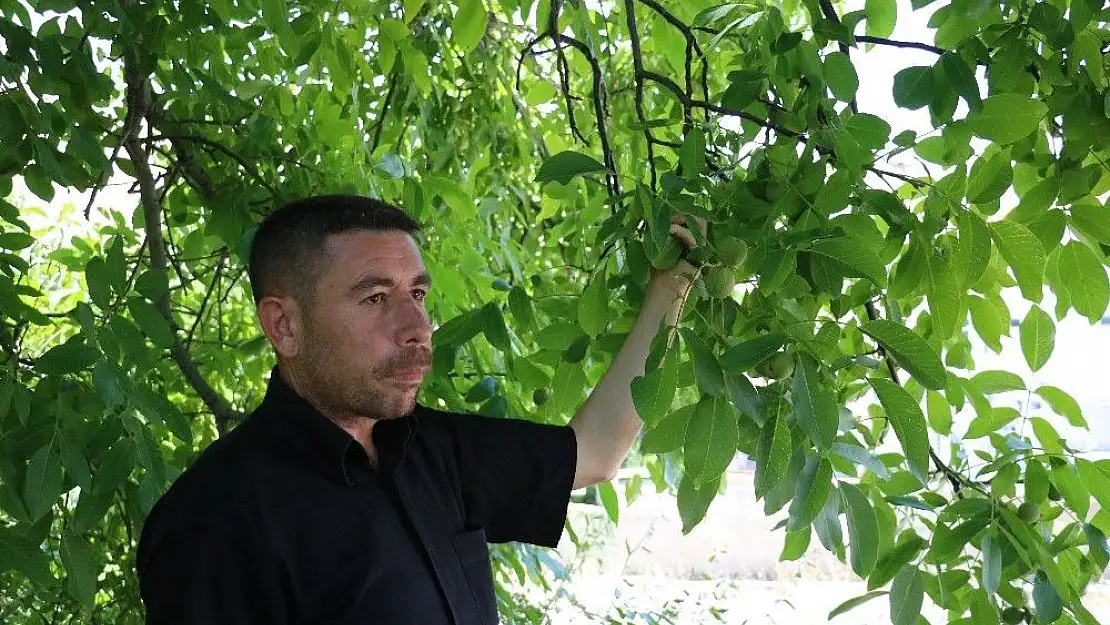 'Kayısı üzdü, ceviz yüz güldürdü'