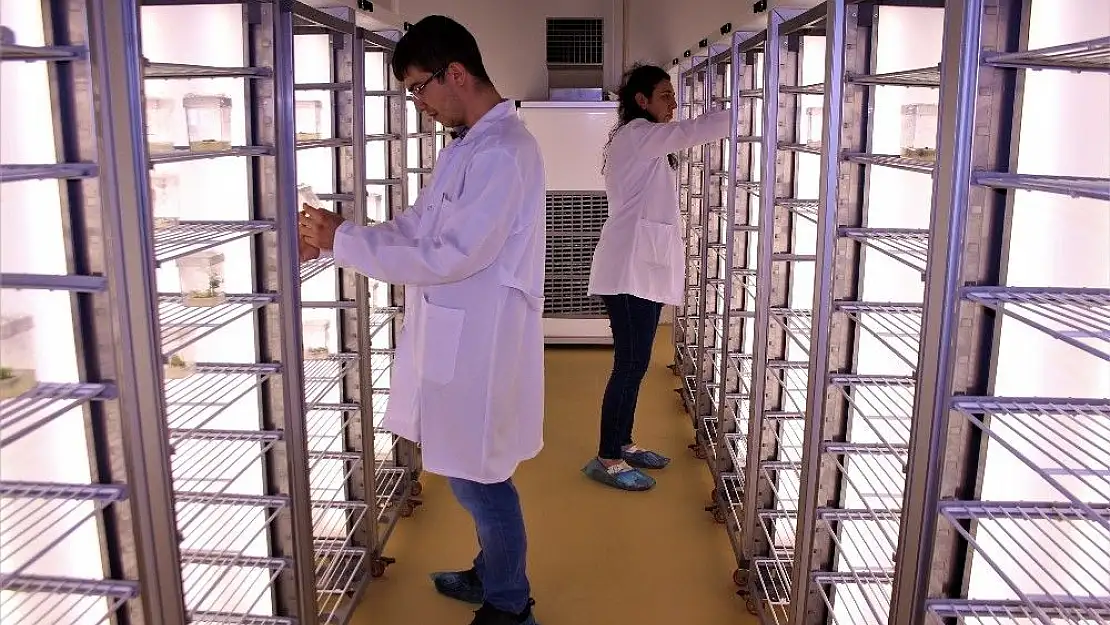 'Endemik bitkiler, Türkiye´nin ilk Doku Kültürü Laboratuvarı´nda üretildi'