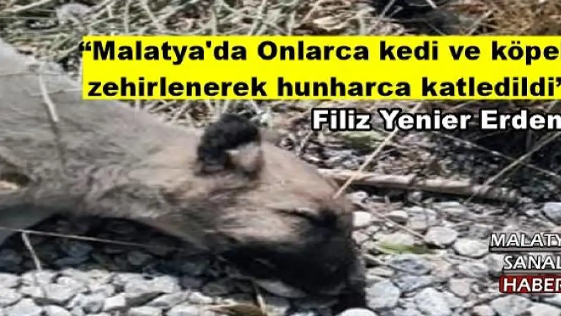 'Malatya'da Onlarca kedi ve köpek  zehirlenerek hunharca katledildi'' '''