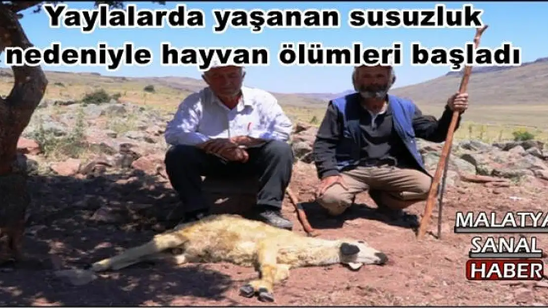 Malatya'da Yaylalarda yaşanan susuzluk nedeniyle hayvan ölümleri başladı 