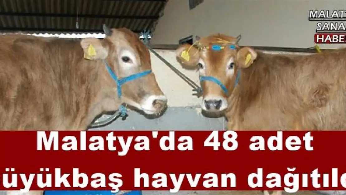 Malatya'da 48 adet  büyükbaş hayvan dağıtıldı