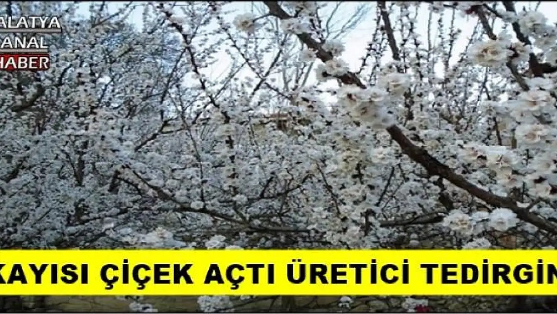 KAYISI ÇİÇEK AÇTI ÜRETİCİ TEDİRGİN