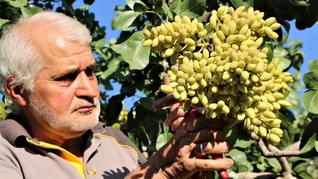 '26 yıl önce hobi olarak diktiği fıstık ağaçları gelir kaynağı oldu'