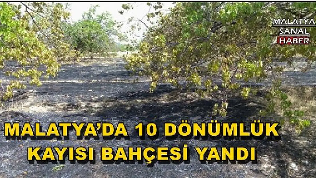 MALATYA´DA 10 DÖNÜMLÜK KAYISI BAHÇESİ YANDI