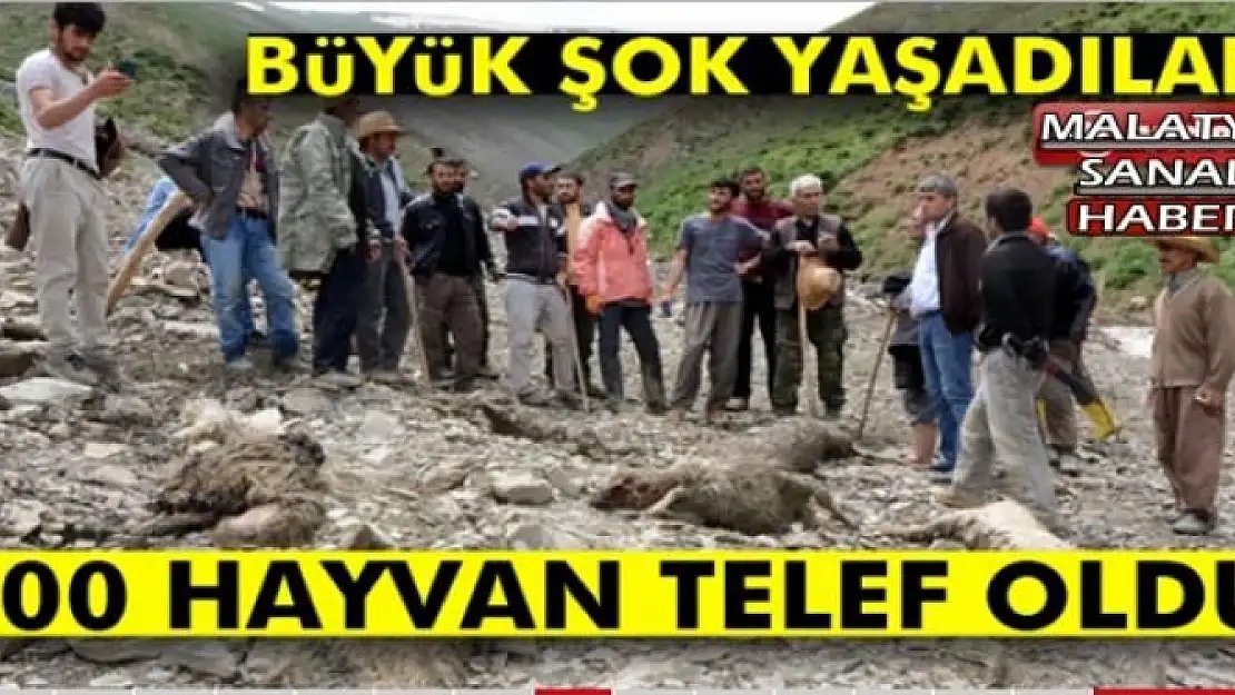 800 hayvan telef oldu