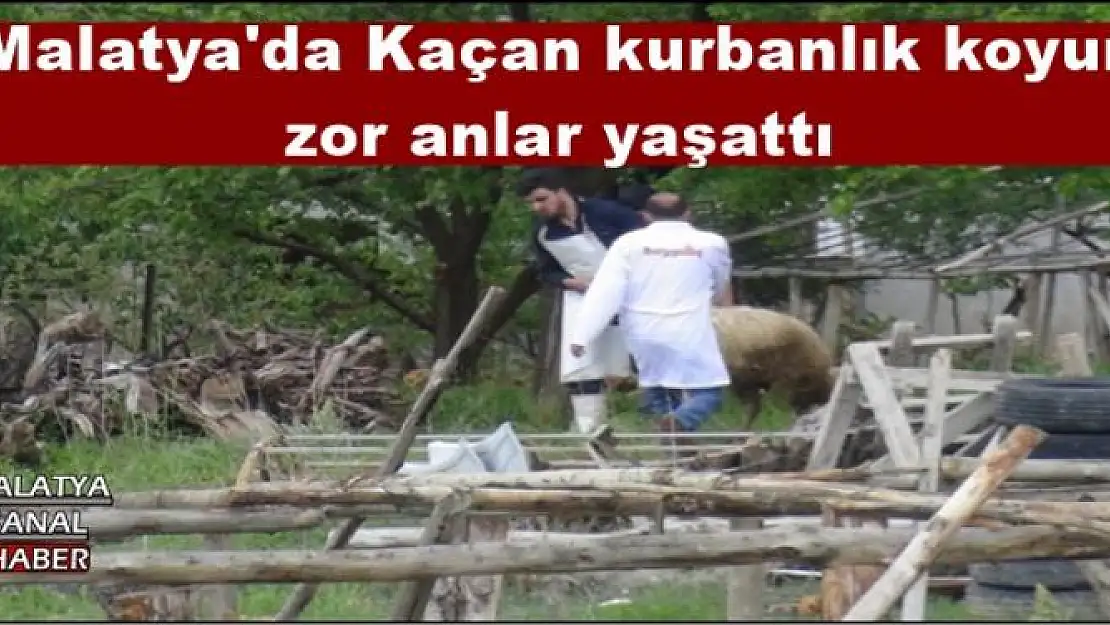 Malatya'da Kaçan kurbanlık koyun  zor anlar yaşattı