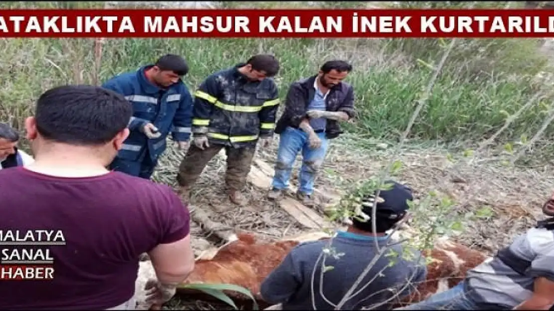 MALATYA'DA BATAKLIKTA MAHSUR KALAN İNEK KURTARILDI