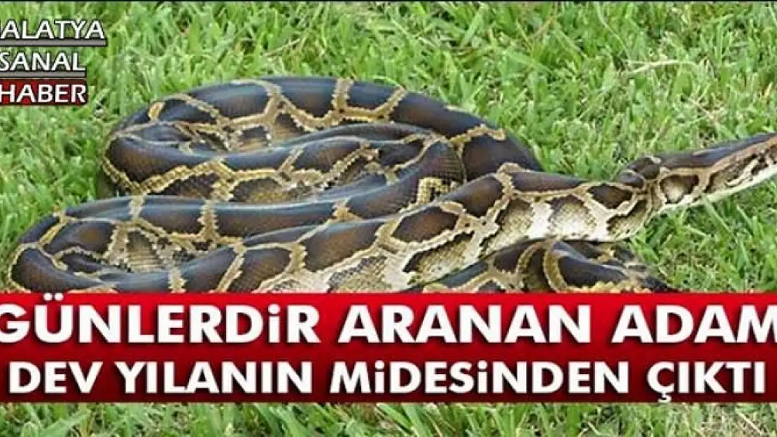 Kayıp şahıs, dev pitonun midesinden çıktı