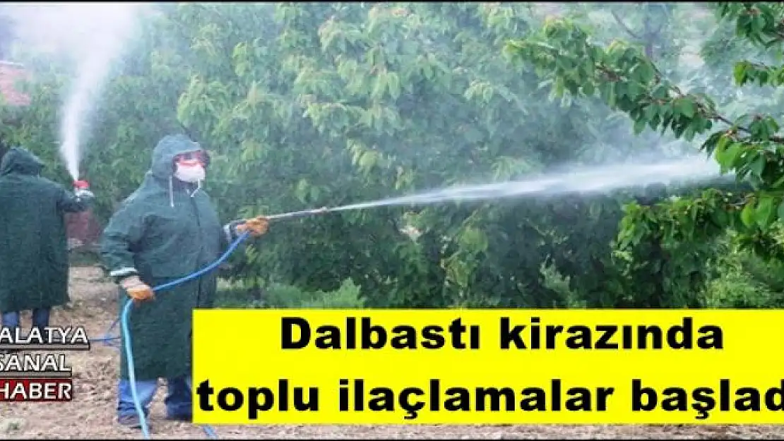 Dalbastı kirazında toplu ilaçlamalar başladı 