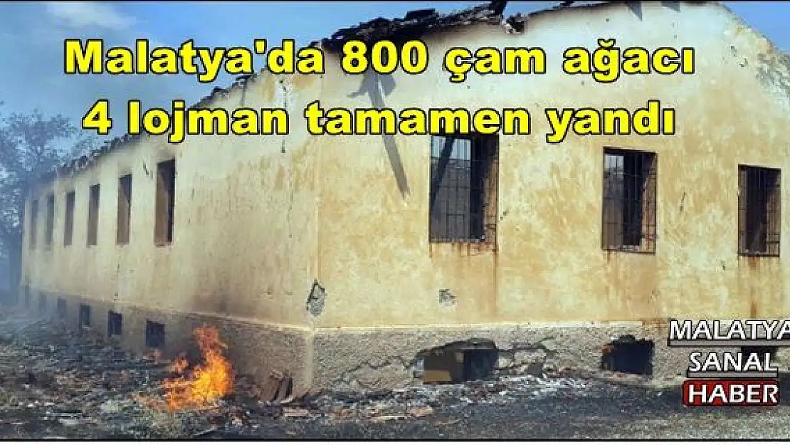 Malatya'da 800 çam ağacı ve 4 lojman tamamen yandı