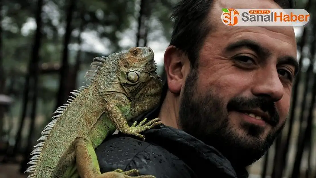 4 yıldır beslediği iguana en yakın arkadaşı oldu