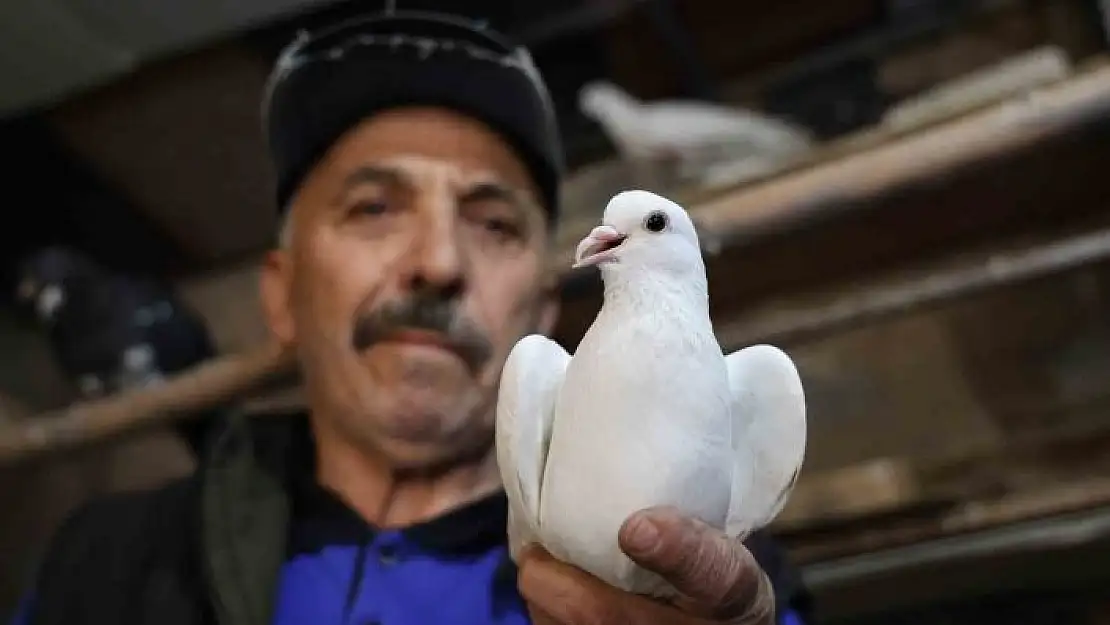 '40 yıldır kumrularla çocuk gibi ilgileniyor'