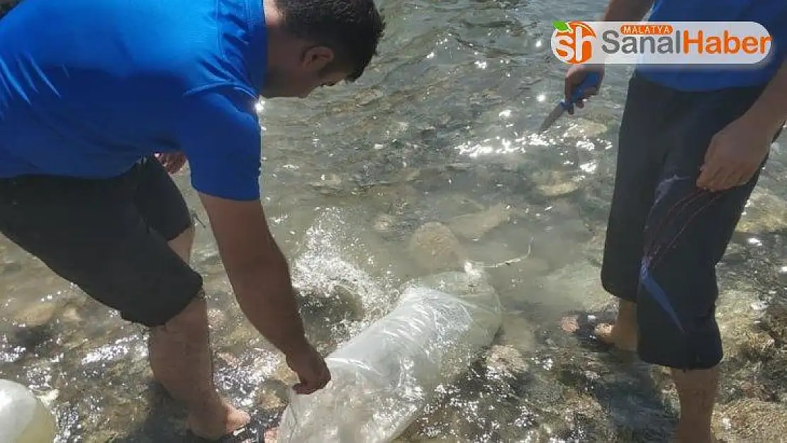 400 bin sazan yavrusu Karakaya Barajı'na bırakıldı
