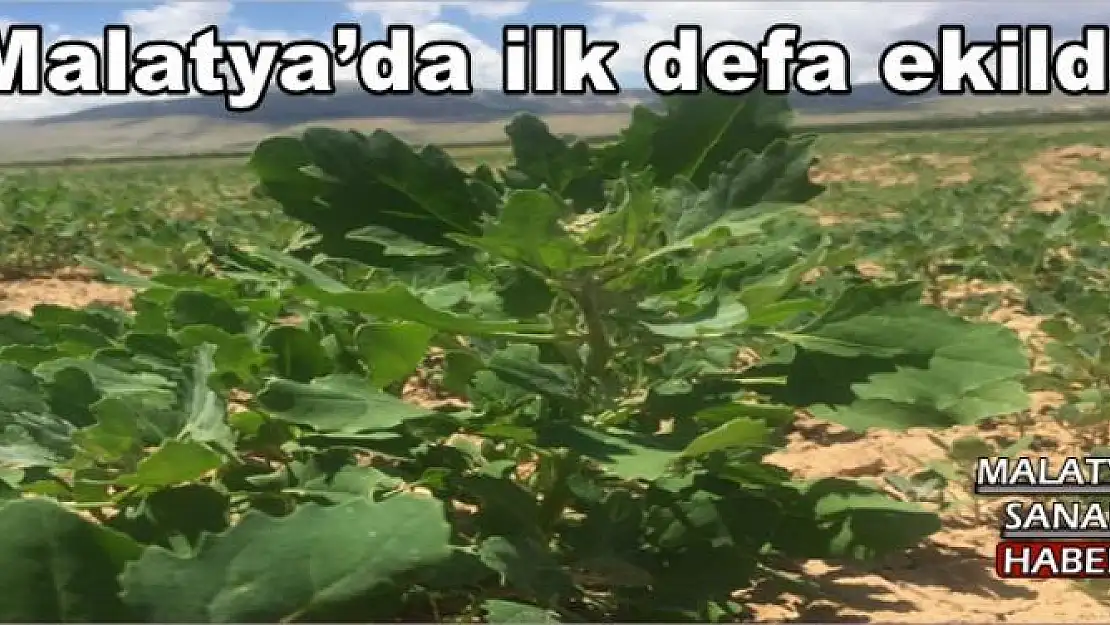 Malatya´da ilk defa ekildi
