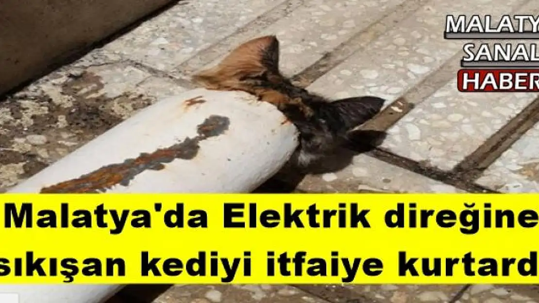Elektrik direğine sıkışan kediyi itfaiye kurtardı