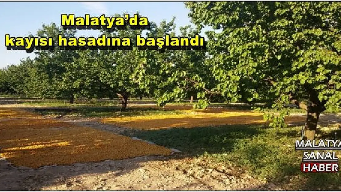  Malatya´da kayısı hasadına başlandı