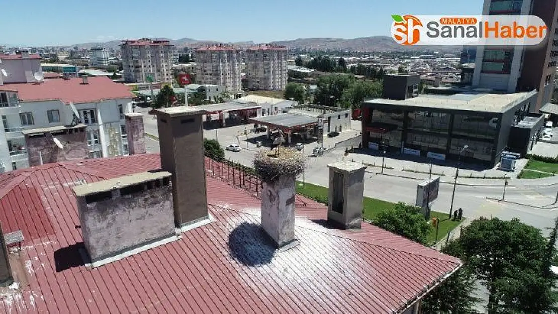 50 yıldır leyleklerle komşuluk yapıyorlar