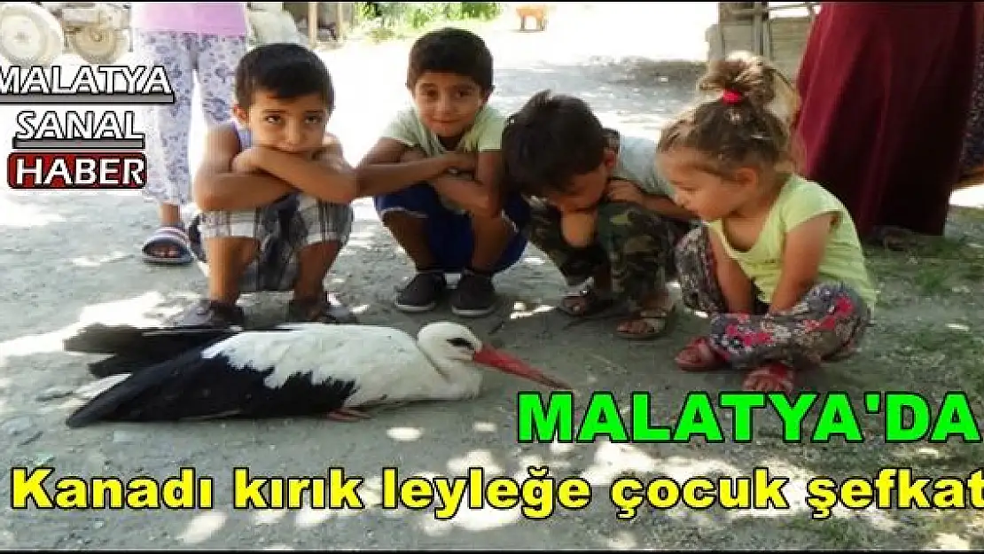 Malatya'da Kanadı kırık leyleğe çocuk şefkati