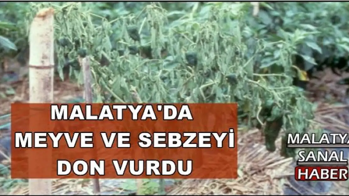 MALATYA'DA MEYVE VE SEBZEYİ DON VURDU