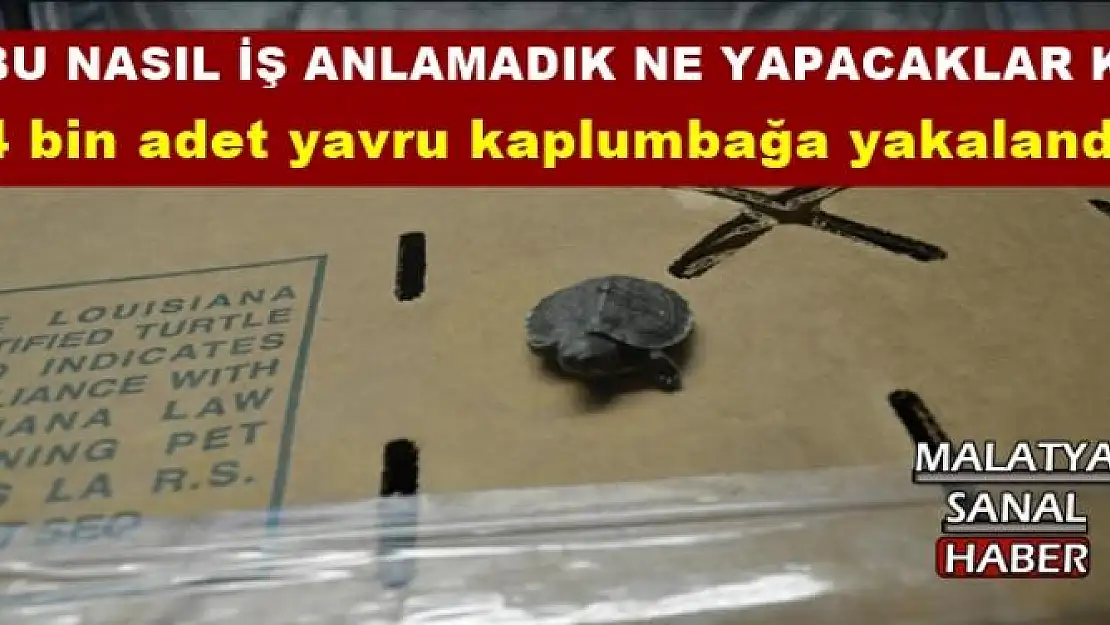 4 bin adet yavru kaplumbağa yakalandı