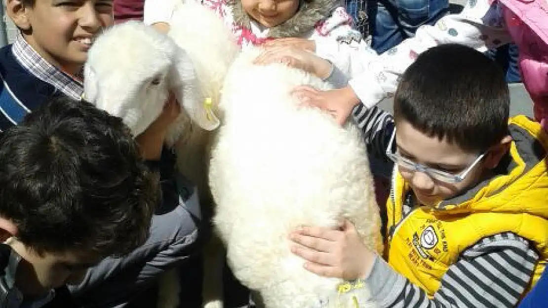 En Güzel Kuzu Seçildi