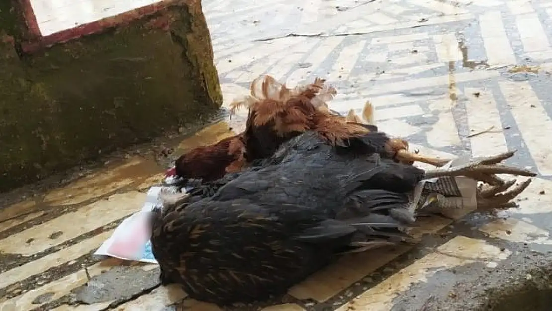'Aç kalan sokak köpekleri tavukları parçaladı'