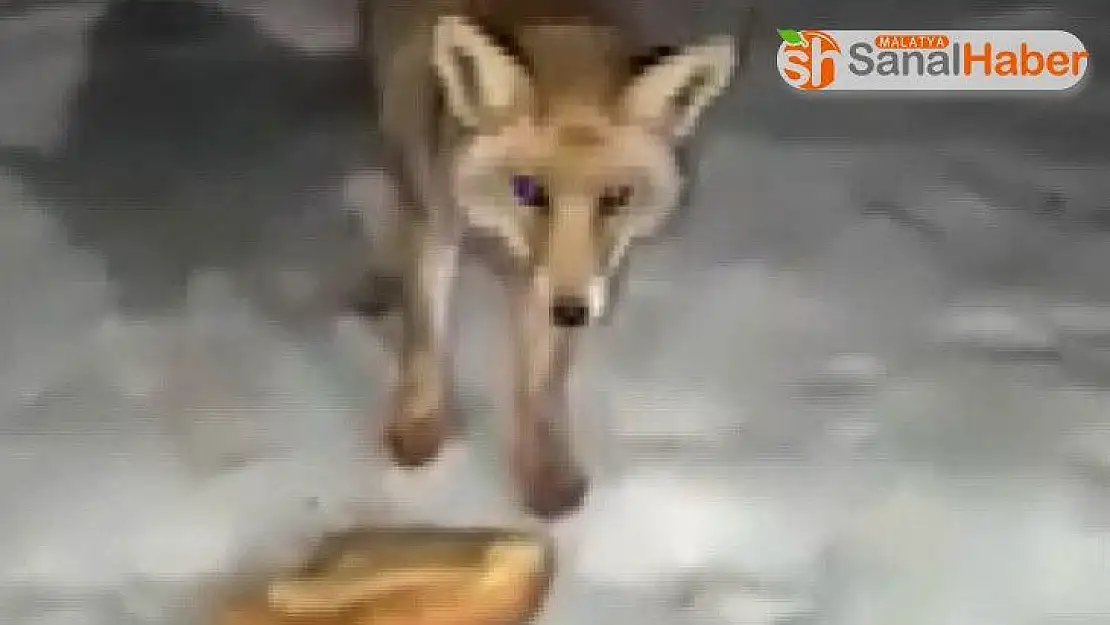 Aç kalan tilki mermer ocağına geldi