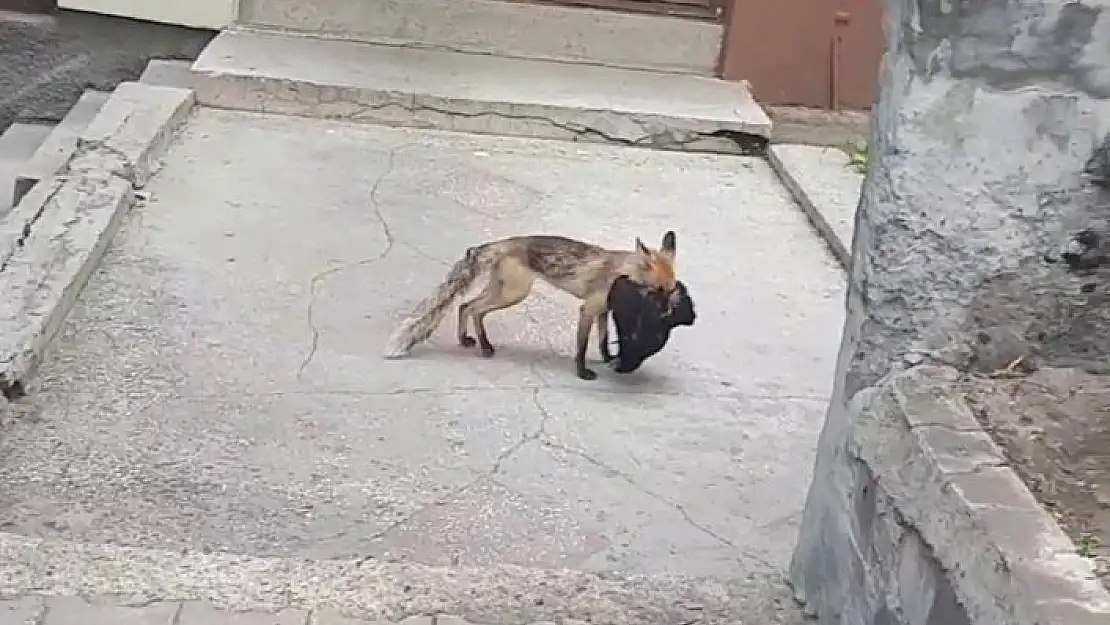 'Aç kalan tilki şehre indi, avladığı tavuğu kaçırırken böyle görüntülendi'