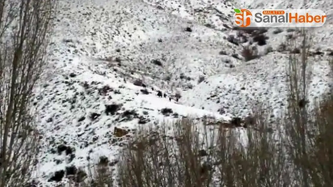 Malatya´da yaban domuzları şehre indi