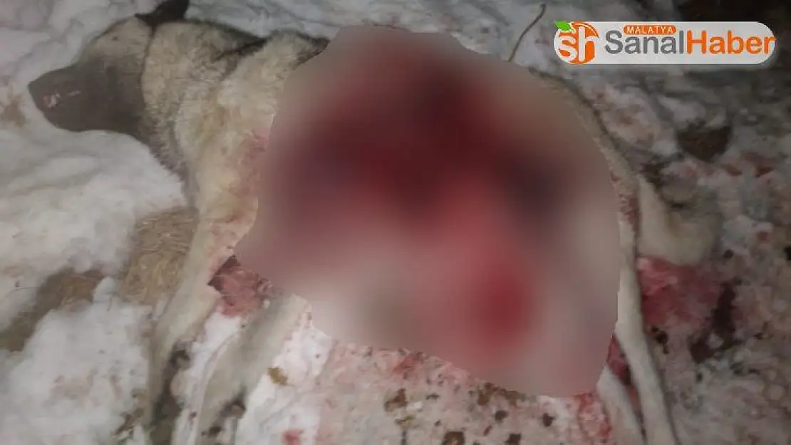 Aç kurt sürüsü köpeği parçaladı
