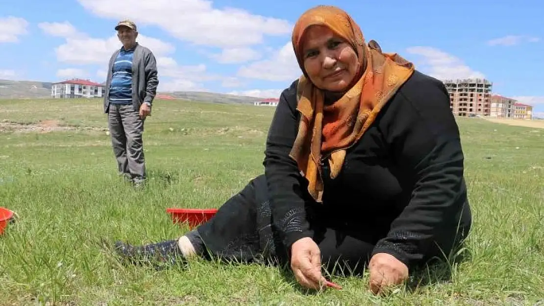 'Adına bir çok türkü yazılan yabani ot, onlarca yemeğe de lezzet katıyor'