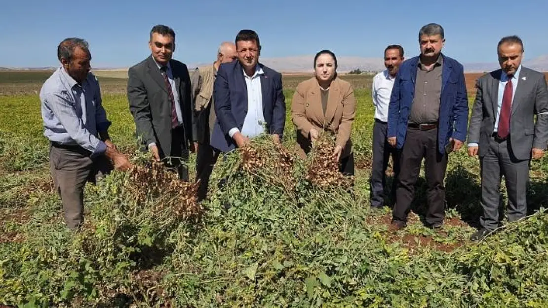 'Adıyaman çiftçisi ilk kez yer fıstığını deniyor'
