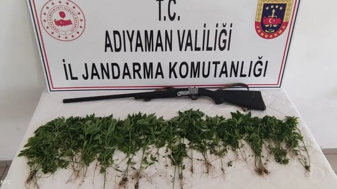 'Adıyaman´da 326 kök Hint keneviri ele geçirildi'