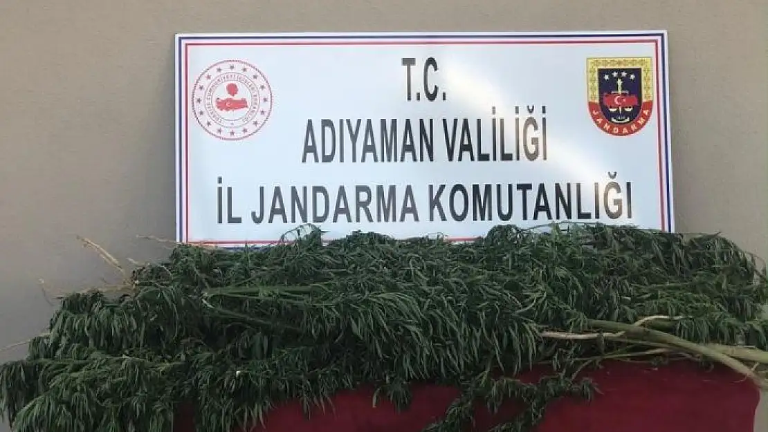 'Adıyaman´da 75 kök Hint keneviri ele geçirildi'